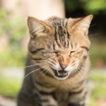 Springtime Allergies in Pets: What to Watch For