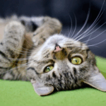 Vet Nicola Armstrong Shares The Key Elements Needed for a Happy Cat