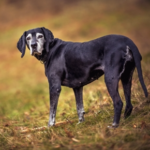 Ageing Pets: How Can You Keep Them Happy & Healthy?