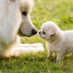 Your Growing Dog – How to Support Their Development