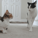 Ideas From Our Nurses in Lanarkshire on Keeping Cats Calm