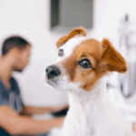 Understanding Lumps on Dogs, From our Vets in Glasgow
