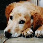Vets in Glasgow on How to Spot Chronic Pain in Dogs & Cats