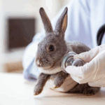 Rabbit Care: Tips for Heart Health