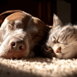 How to Keep Older Pets Fit and Happy in Lanarkshire