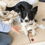 Common Dog Behaviours That Get Worse in Winter and Why