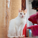 How to Choose a Cattery or Brief Your Cat Sitter