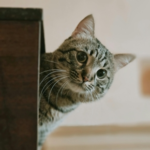 Get Inspired with The Avenues Vets’ New Year Pet Goals