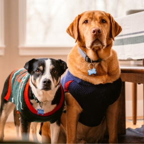 5 Winter Activities to Keep Your Dog Social and Happy