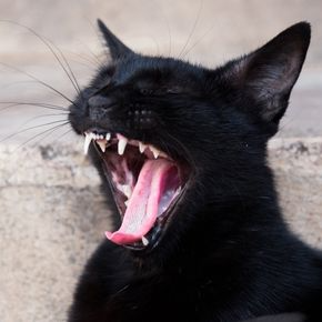 Recognising Dental Discomfort in Cats with Avenues Vets
