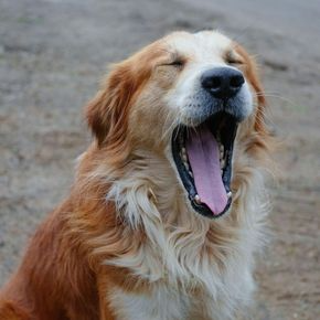 Our Vets in Glasgow Explain How Oral Care Impacts Your Pet’s Health