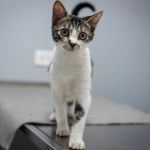 How Our Vets in Glasgow Support Nervous Pets