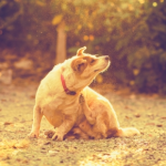 Helping Dogs and Cats Cope with Seasonal Allergies