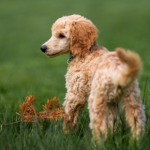 Prevent Parasite ‘Pick-ups’ From Parks in Lanarkshire